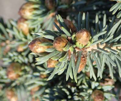 smrk - Picea glauca 'Stanley Pygmy'