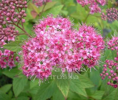 tavolník - Spiraea japonica 'Froebelii'