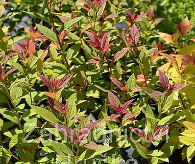 tavolník - Spiraea japonica 'Froebelii'