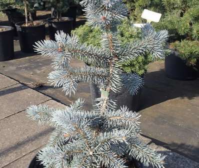 smrk - Picea pungens 'Koster'