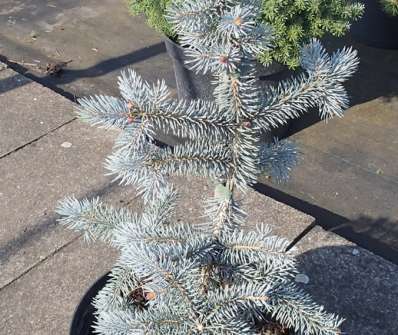 smrk - Picea pungens 'Koster'