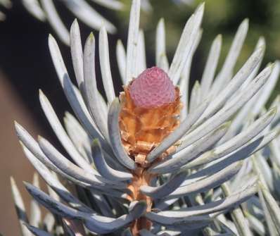 smrk - Picea pungens 'Koster'