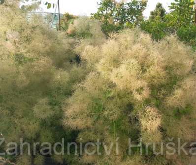 ruj - Cotinus coggygria 'Yong Lady'