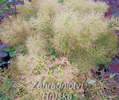 ruj - Cotinus coggygria 'Yong Lady'