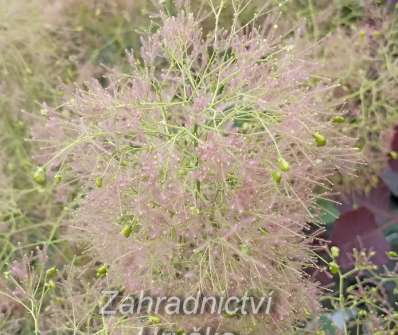 ruj - Cotinus coggygria 'Yong Lady'