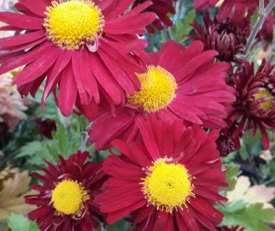 Chrysanthemum indicum Ceddie Mason