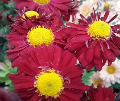 Chrysanthemum indicum Ceddie Mason