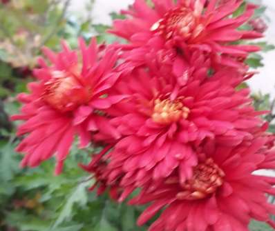 Chrysanthemum indicum Ceddie Mason