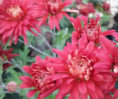 Chrysanthemum indicum Ceddie Mason