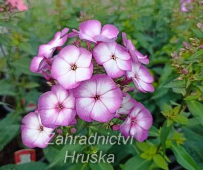 Phlox paniculata Sweet Summer Purple Bicolor