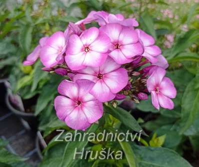 Phlox paniculata Sweet Summer Purple Bicolor