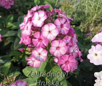 Phlox paniculata Sweet Summer Purple Bicolor