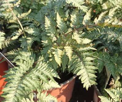 papratka - Athyrium nipponicum Pewter Lace