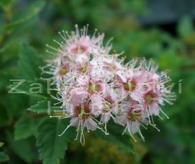 tavolník - Spiraea japonica 'Nana'