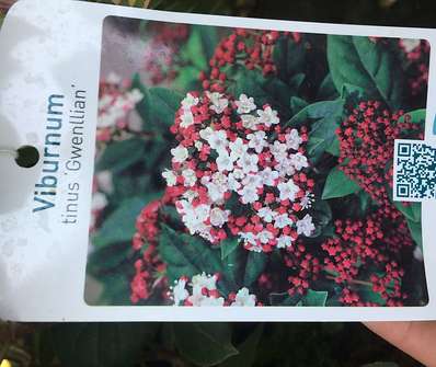 kalina - Viburnum tinus 'Gwenllian'