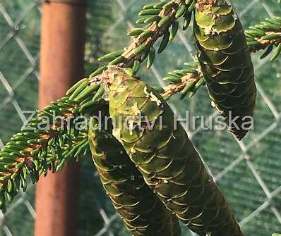 smrk - Picea orientalis 'Aureospicata'