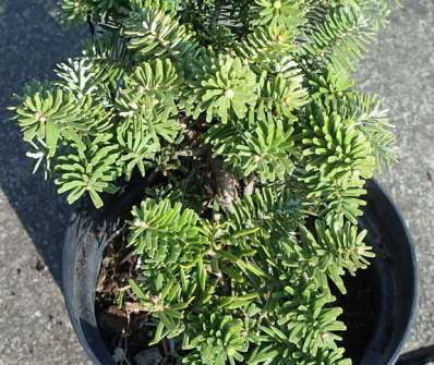 jedle - Abies koreana 'Cis´