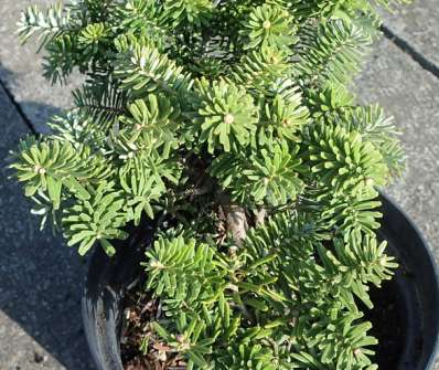 jedle - Abies koreana 'Cis´