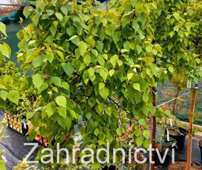 bříza - Betula pendula 'Magical Globe'