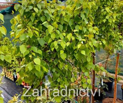 bříza - Betula pendula 'Magical Globe'