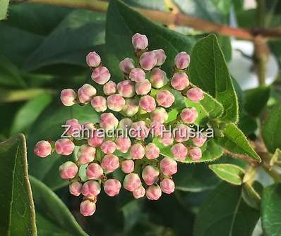 kalina - Viburnum tinus 'Eve Price'