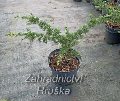 cedr - Cedrus libani 'Nana'