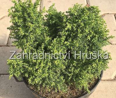 Cryptomeria japonica ‘Twinkle Toes’ | zahradnictví Hruška