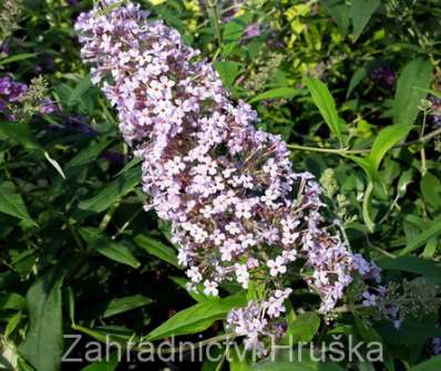 komule - Buddleja davidii 'Gulliver'®