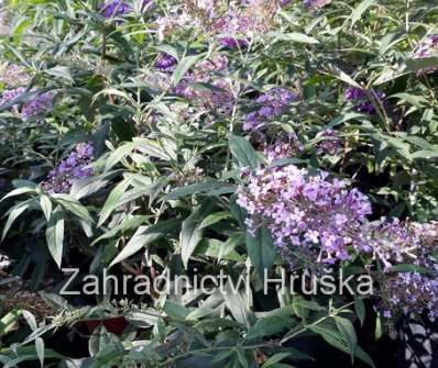 komule - Buddleja davidii 'Gulliver'®