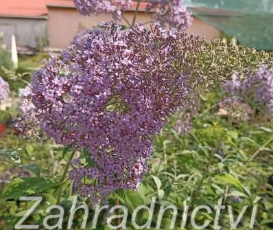 komule - Buddleja davidii 'Gulliver'®