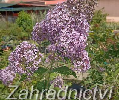 komule - Buddleja davidii 'Gulliver'®