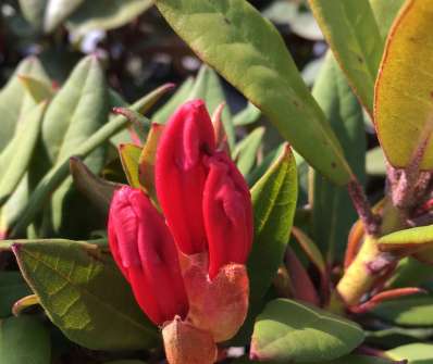 Rhododendron 'Winsome'