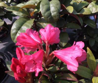 Rhododendron 'Winsome'