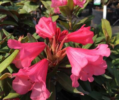 Rhododendron 'Winsome'