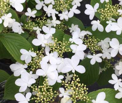 kalina - Viburnum plicatum 'Kilimadjaro'