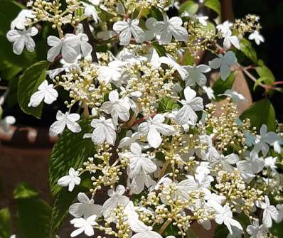 kalina - Viburnum plicatum 'Kilimadjaro'