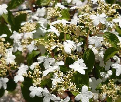 kalina - Viburnum plicatum 'Kilimadjaro'