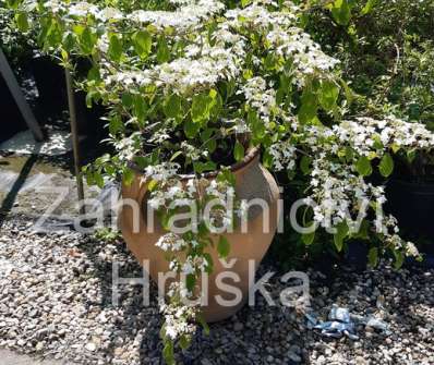 kalina - Viburnum plicatum 'Kilimadjaro'