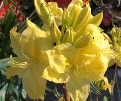 Azalea knaphill 'Luteum'