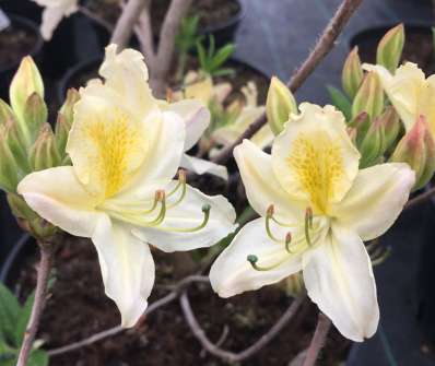 Azalea knaphill 'Daviesii'