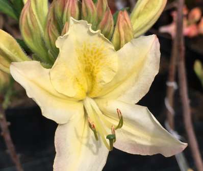 Azalea knaphill 'Daviesii'