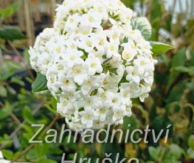 kalina - Viburnum burkwoodii