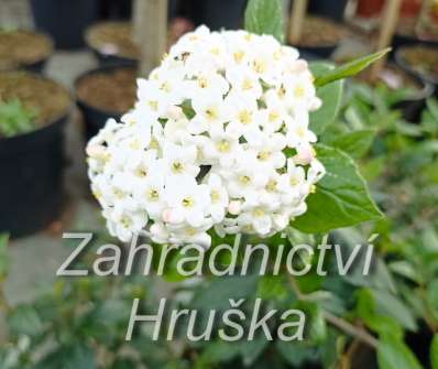 kalina - Viburnum burkwoodii