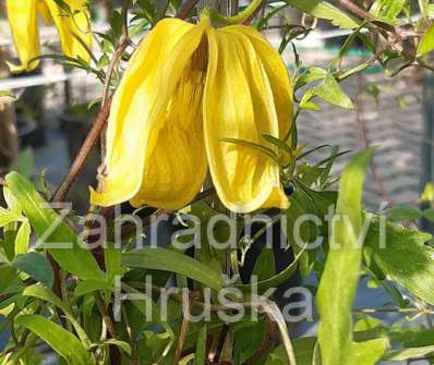 plamének - Clematis 'Kaska'