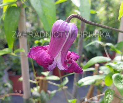 plamének - Clematis 'Princess Red'