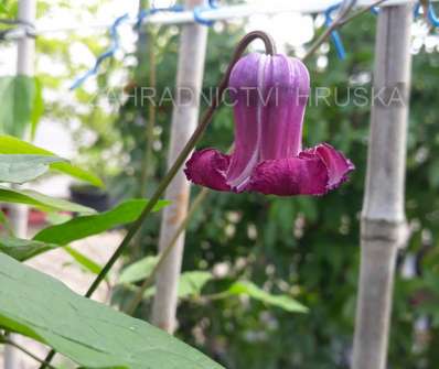 plamének - Clematis 'Princess Red'