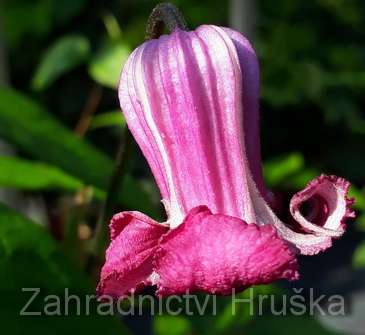 plamének - Clematis 'Princess Red'