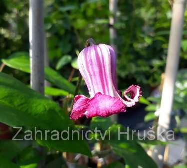 plamének - Clematis 'Princess Red'