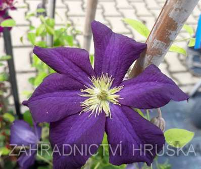 plamének - Clematis 'Romantika'