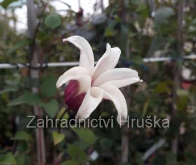 plamének - Clematis 'Princess Kate'